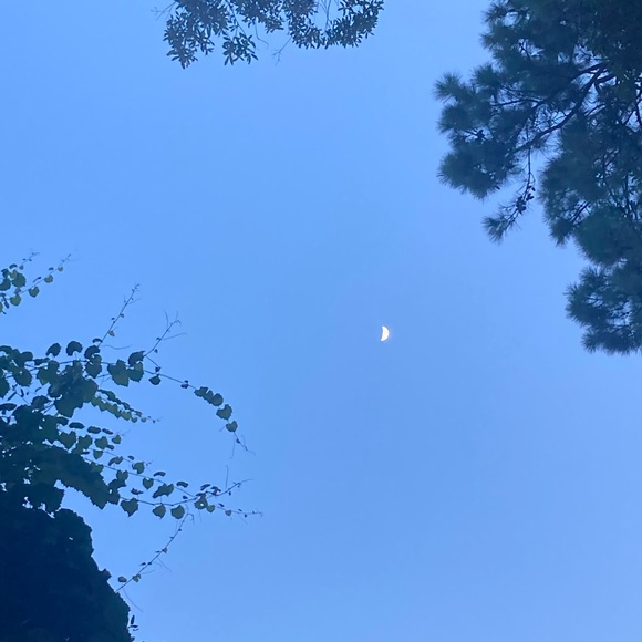 Meet your Posher, Lily - Picture 1 of 1